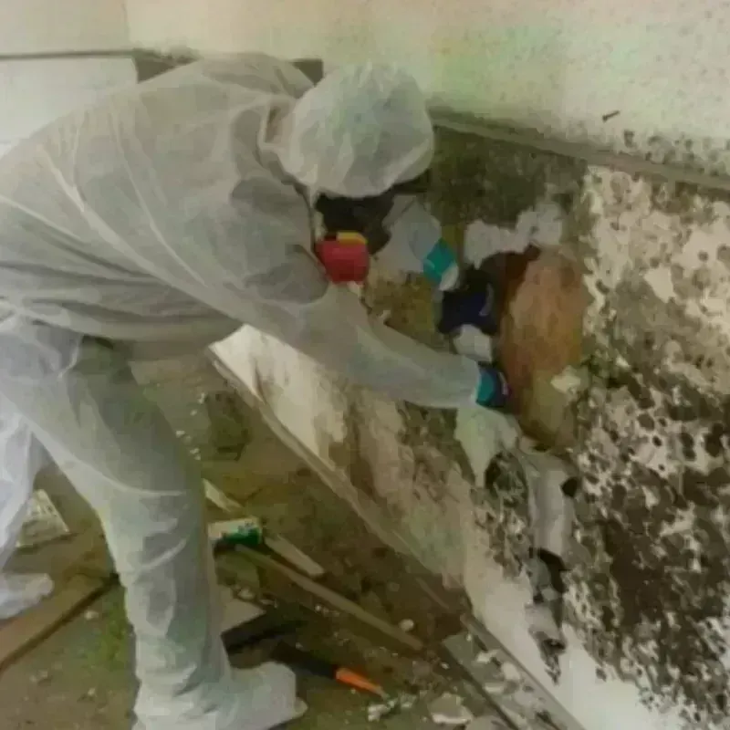 Mold Remediation and Removal in Edmonds, WA